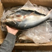 越南活冻开边开背巴沙鱼冷冻湄公鱼烤鱼 凌波鱼巴沙鱼烤鱼10kg/件