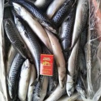 <开口乐>青花鱼鲐鱼冷冻青鱼 青花鱼片 烧烤海鲜日式料理1件40斤