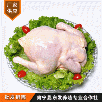 厂家供应农家散养老母鸡 餐饮吊汤热菜用老母鸡 新鲜冷冻母鸡