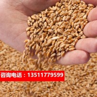 批发【大麦】 牧草种子 农作物 营养价格高 各种类麦子批发大麦