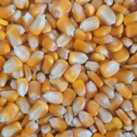 大量出售现货内蒙古优质玉米